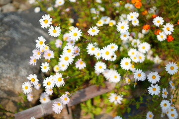 daisies in a garden