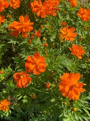 orange and yellow flowers
