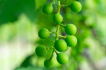 Fresh green grape cluster hanging on vine in sunny garden