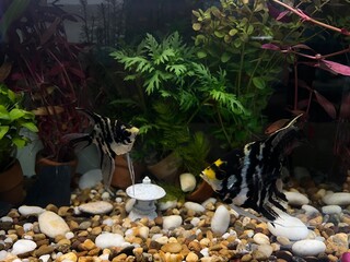 aquarium with fishes