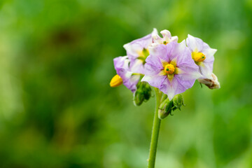 Flowering potato plant showcases delicate blooms in garden setting