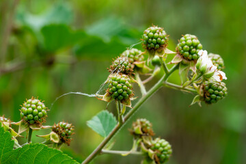 Green berries growing on a vine in a lush garden setting