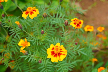 yellow flowers in the garden