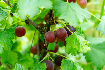 Ripe currants growing on branches surrounded by green leaves