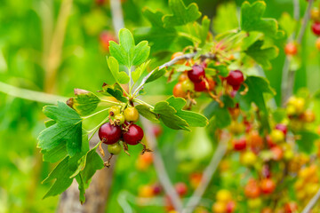 Red and yellow berries growing on lush green plants in nature