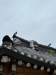 bird on roof