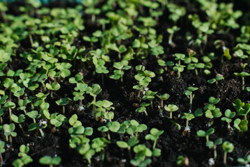 Field is dotted with small green arugula plants