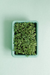 Plastic tray of seedlings arugula on green table