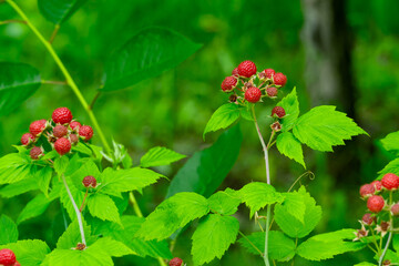 Ripe raspberries growing on lush green bushes in the forest