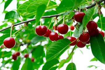 Ripe cherries hanging from a lush green tree branch