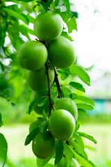Fresh green apples hanging from a branch in a sunny orchard
