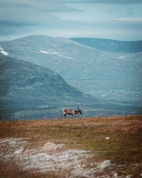 Reindeer on the mountain Flatruet in Sweden
