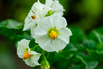 White flower blooms with yellow stamens nestled in green leaves
