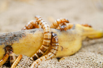 King mealworm (zophobas morio) is a popular feed ingredient that is widely used to give to reptiles, songbirds and other poultry.