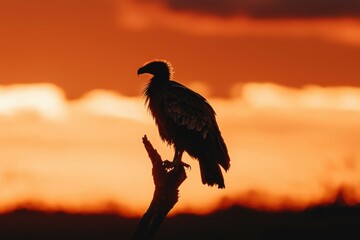 Fototapeta premium Vulture perched on branch silhouette against sunset sky. Wildlife photography