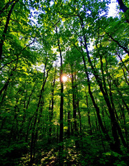 Fototapeta premium sun rays in forest