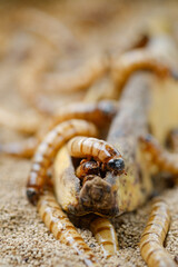 King mealworm (zophobas morio) is a popular feed ingredient that is widely used to give to reptiles, songbirds and other poultry.