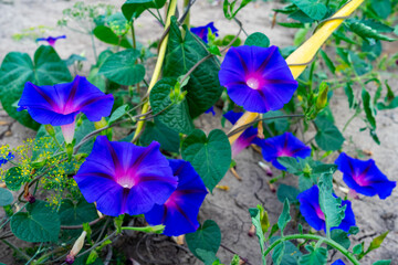 Purple flowers blooming in a vibrant garden during springtime