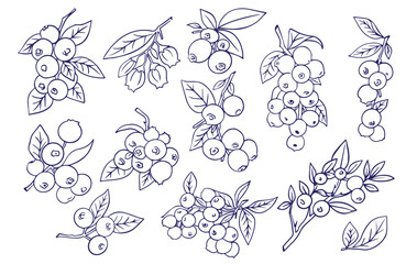 sketch line art with purple blue blueberries packaging design flowers templates style vector illustration set on light peach background line art on white background