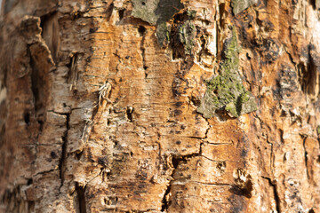 Natural texture of a tree trunk in sunlight during daytime