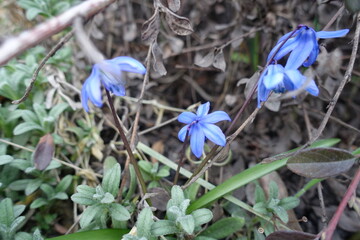 4 blue flowers of Siberian squill in April