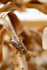 close up of cricket on brown dry leaf