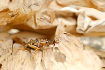 close up of cricket on brown dry leaf