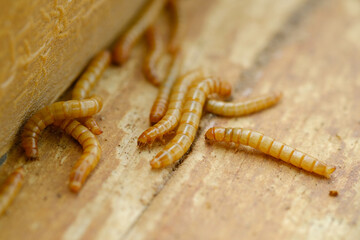 Hongkong caterpillars are the larvae of the black beetle Tenebrio molitor, commonly used for animal food.