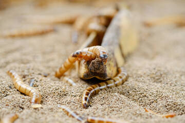 King mealworm (zophobas morio) is a popular feed ingredient that is widely used to give to reptiles, songbirds and other poultry.