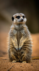 Fototapeta premium Meerkat stands upright in desert terrain, showcasing alertness and curiosity in its natural habitat during daylight hours
