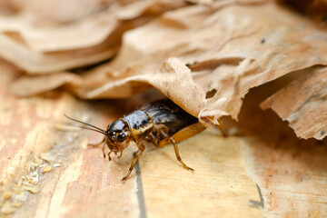 close up of cricket on brown dry leaf