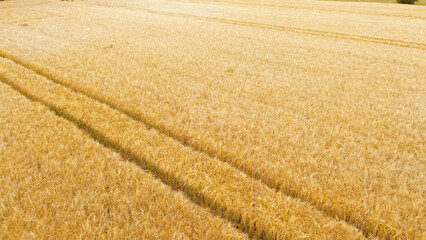 Fototapeta premium Golden Wheat Field under Clear Summer Sky