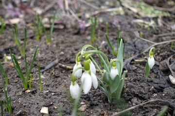 6 white flowers of common snowdrops in March