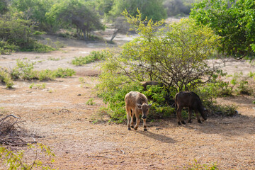 The bison in the national park is located in Sri Lanka.