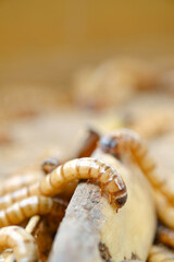 King mealworm (zophobas morio) is a popular feed ingredient that is widely used to give to reptiles, songbirds and other poultry.