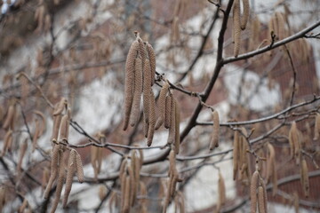 Closeup of brown catkins of common hazel in February