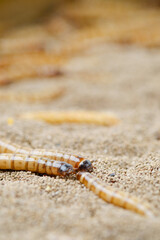 King mealworm (zophobas morio) is a popular feed ingredient that is widely used to give to reptiles, songbirds and other poultry.