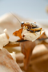 close up of cricket on brown dry leaf
