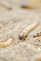 King mealworm (zophobas morio) is a popular feed ingredient that is widely used to give to reptiles, songbirds and other poultry.