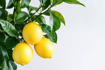 Close-up of ripe yellow lemons hanging from a branch with lush green leaves against a white background, capturing nature's freshness and vibrant colors.