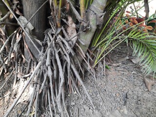Areca palms roots. It a the family of Arecaceae tree. Areca plant found in humid  from the islands of the Philippines, Malaysia and India. It is also grown as an ornamental plant.