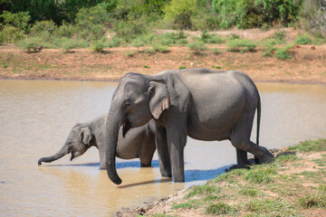 Fototapeta premium The elephants in the national park are located in Sri Lanka.