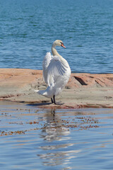 Swan in Nåtö National Park on the Åland Islands: Northern European nature in summer, Cygnus olor.