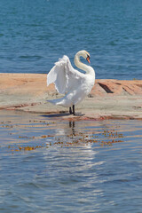 Fototapeta premium Swan in Nåtö National Park on the Åland Islands: Northern European nature in summer, Cygnus olor.