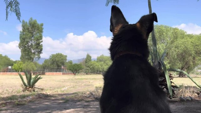 Perrito contemplativo que es un pastor alem&aacute;n listo a amar.