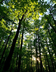 Fototapeta premium sun rays in the forest