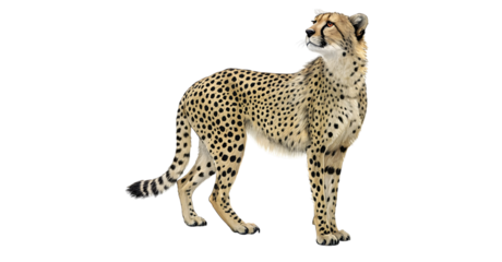 leopard walking in front of transparent or white background