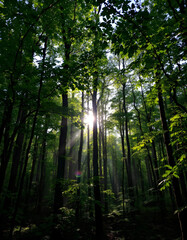 Obraz premium sun rays in the forest