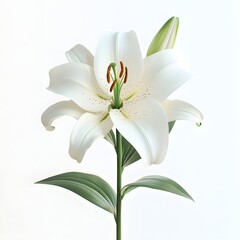 Naklejka premium Elegant white lily blossom on bright backdrop expressing purity