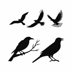 Set of bird silhouettes in various poses on white background.